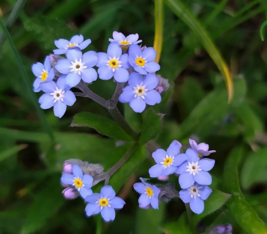 Myosotis alpestris flower