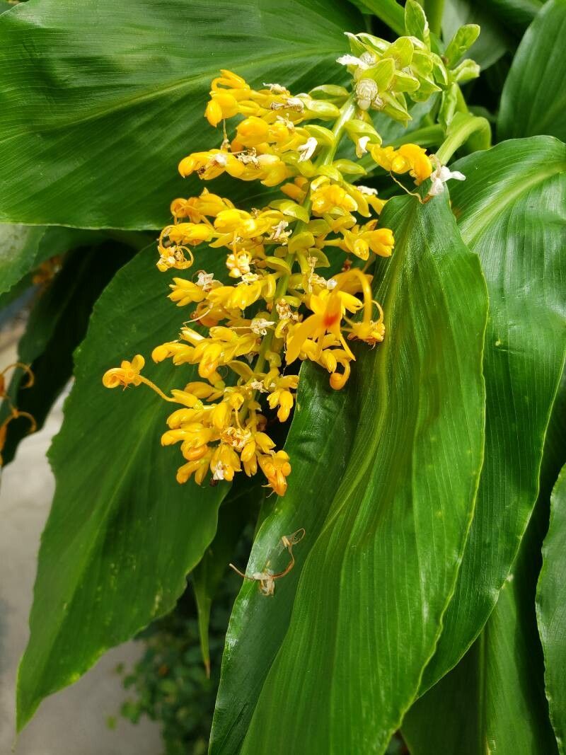 Globba marantina flower