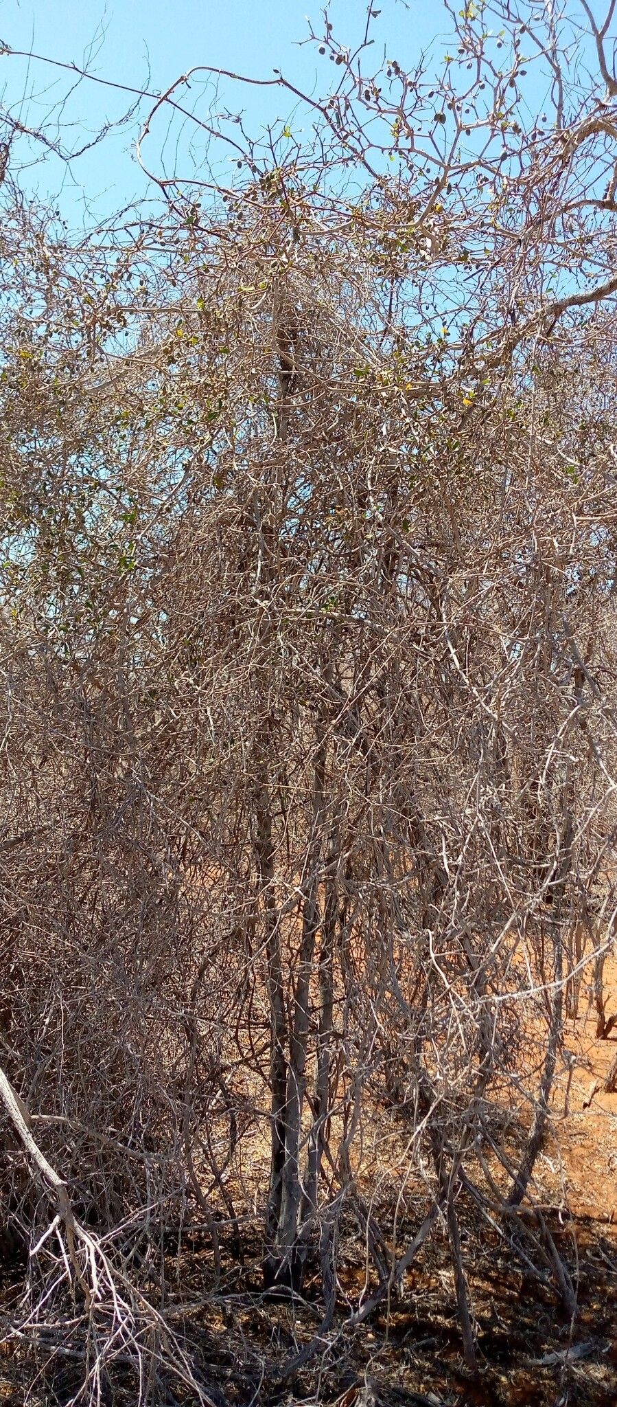 Terminalia disjuncta habit