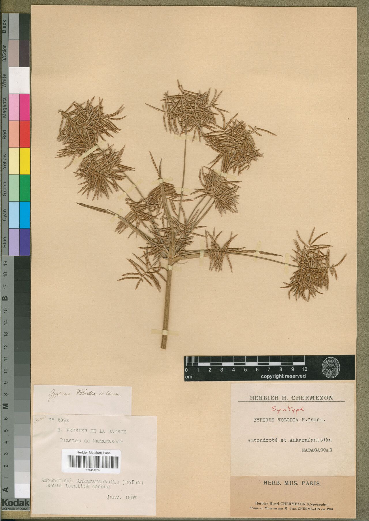 Cyperus volodia — houseplant care guide