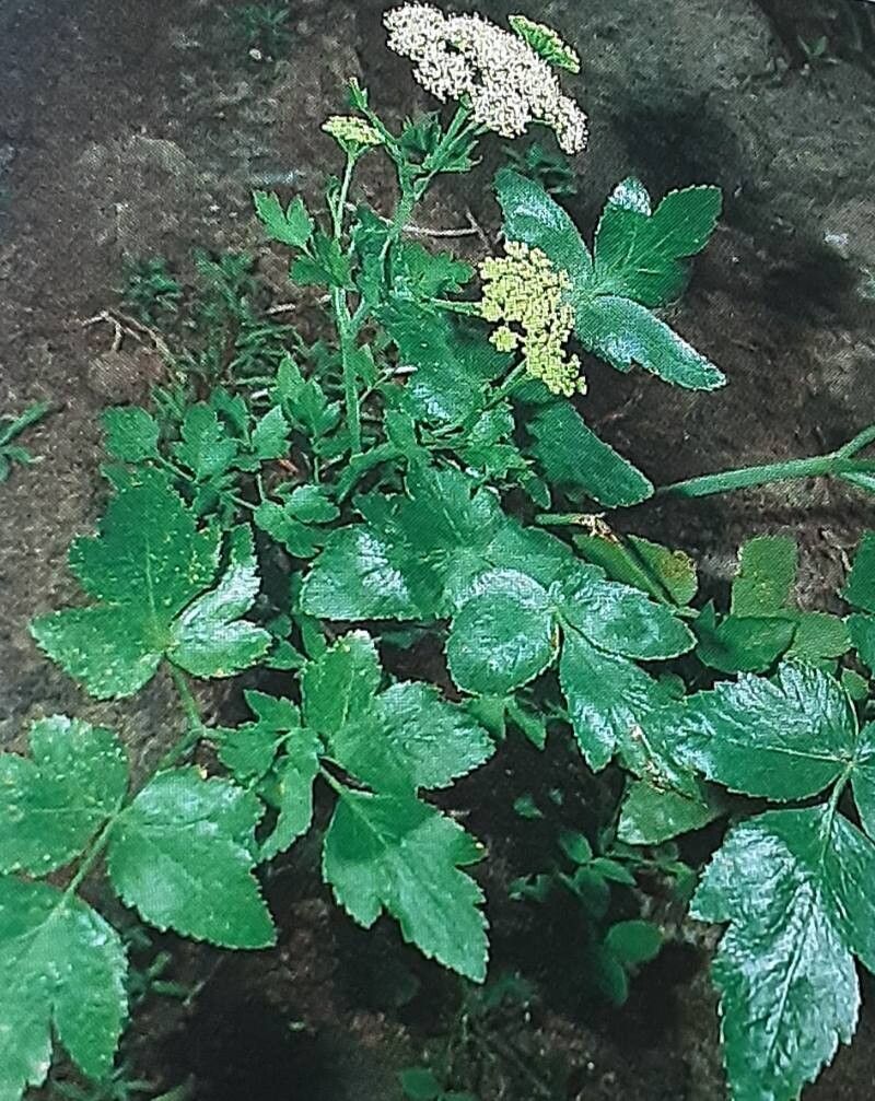 Athamanta cervariifolia habit