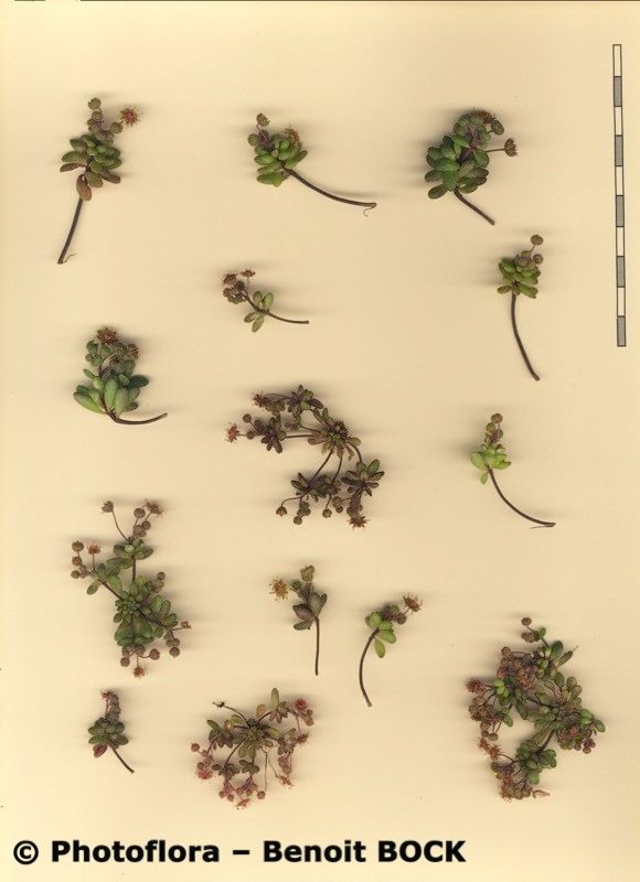 Monanthes praegeri other