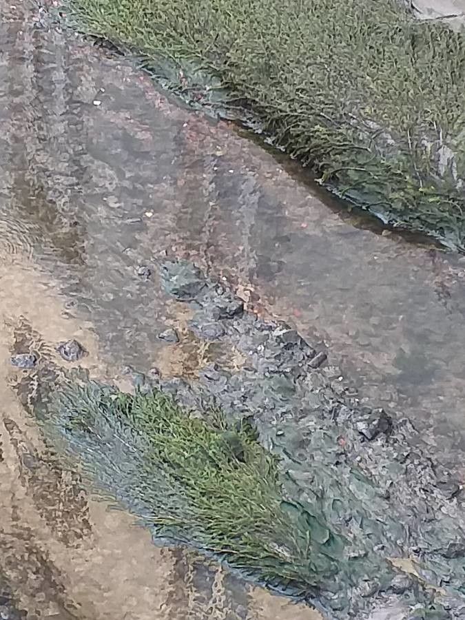 Stuckenia pectinata — search result for 'Potamogeton'