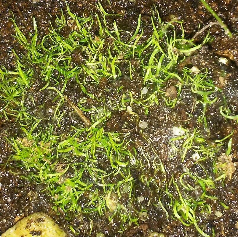 Utricularia parthenopipes — search result for 'Utricularia'