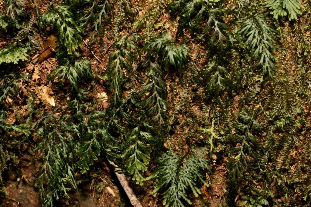 Hymenophyllum javanicum habit