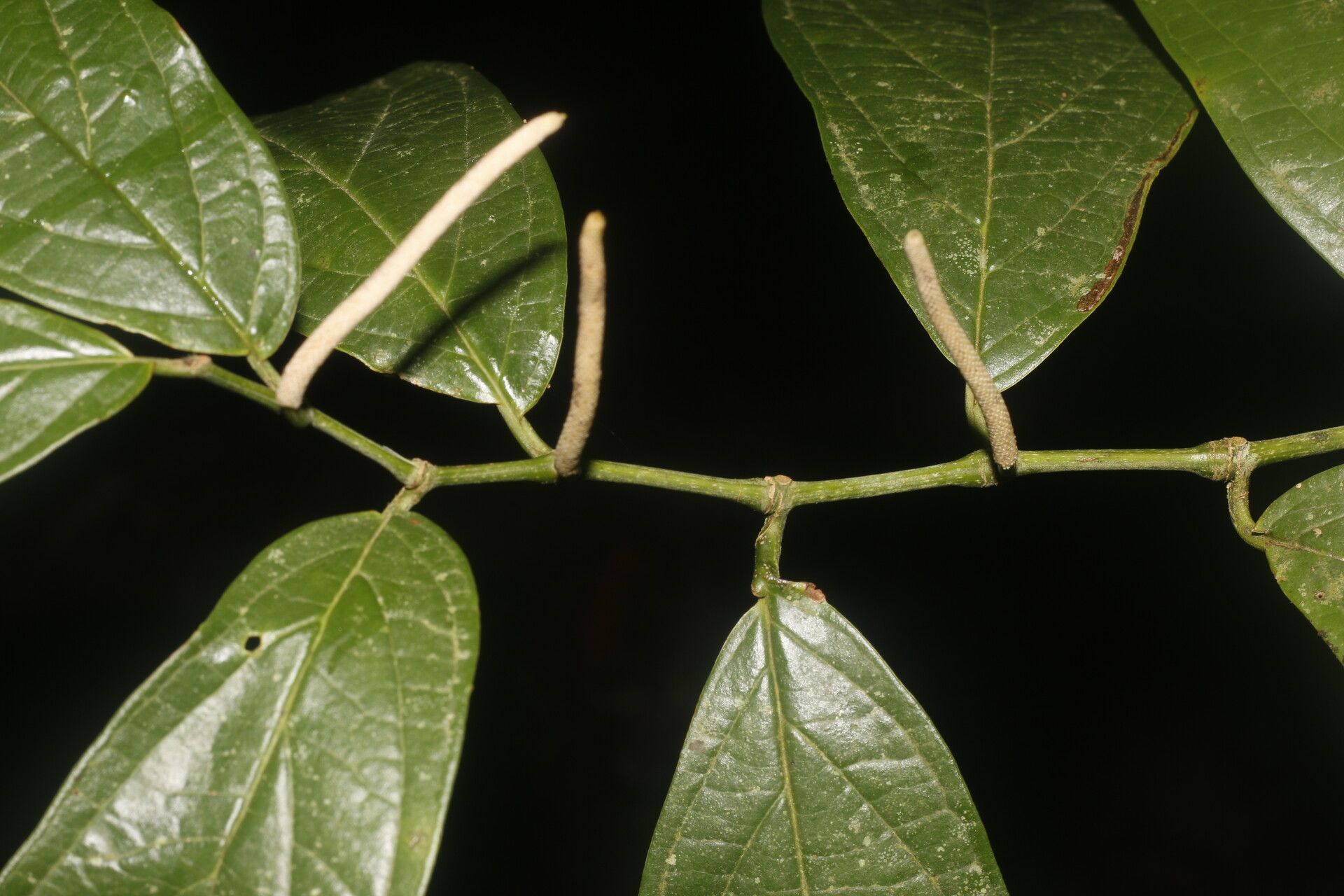 Piper barbulatum bark