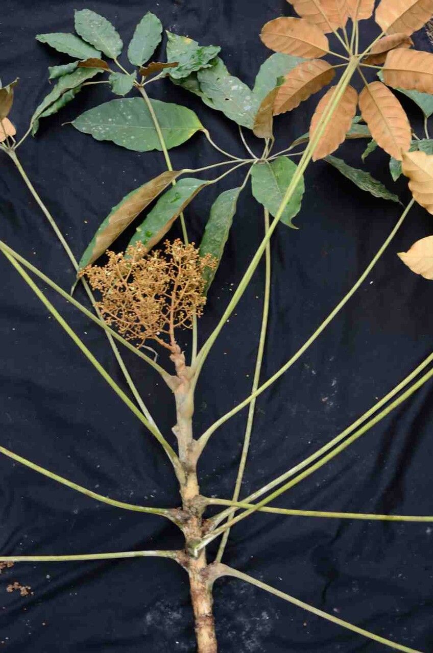 Schefflera morototoni leaf