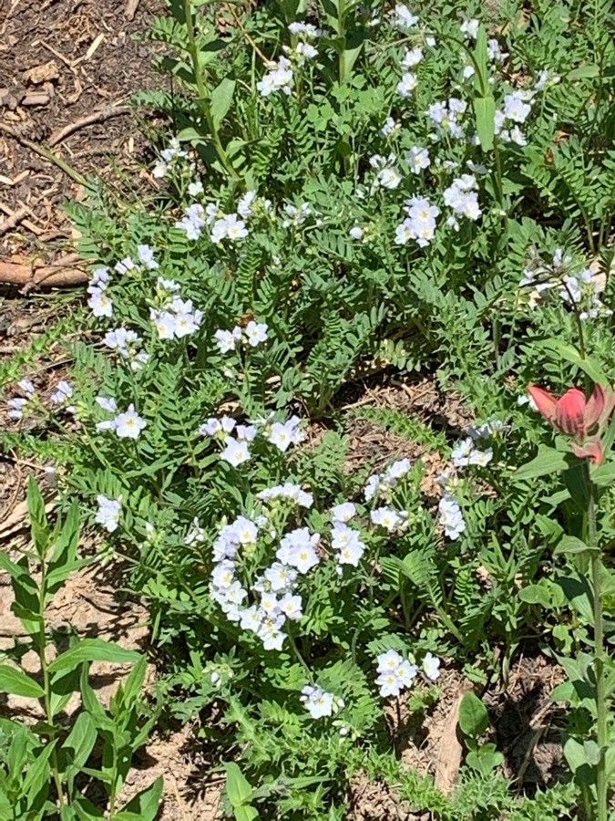 Polemonium pulcherrimum leaf
