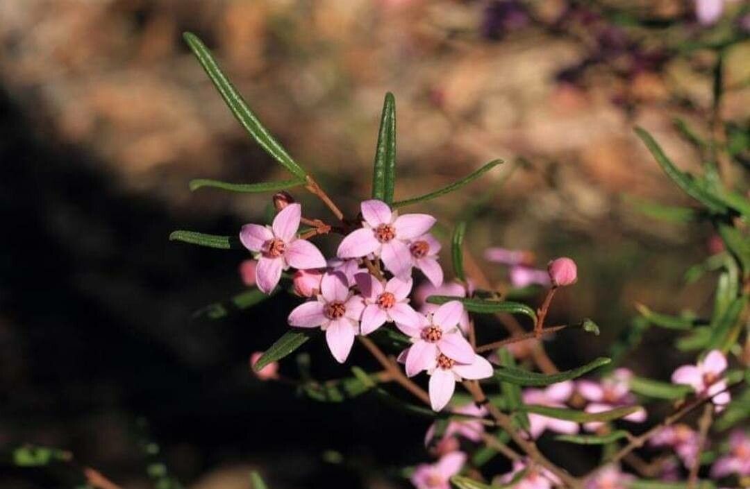 Boronia ledifolia flower
