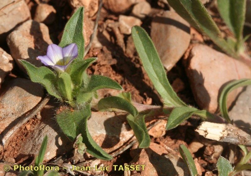 Convolvulus humilis habit