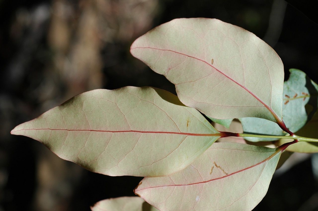 Cryptocarya mackeei — houseplant care guide