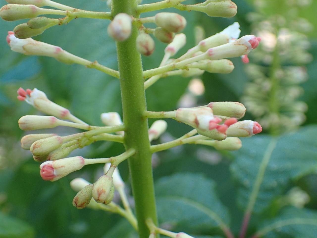 Aesculus parviflora fruit