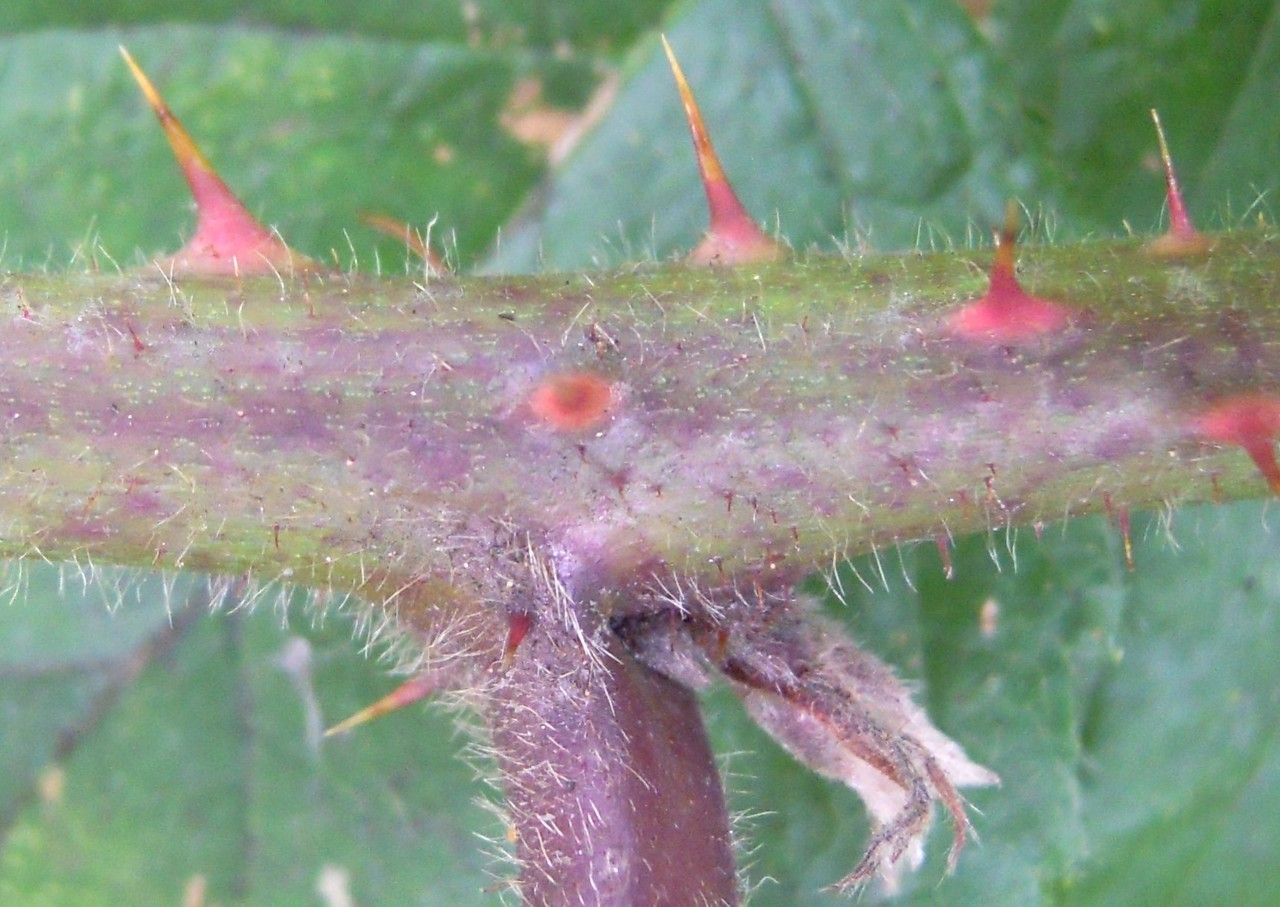Rubus loehrii bark