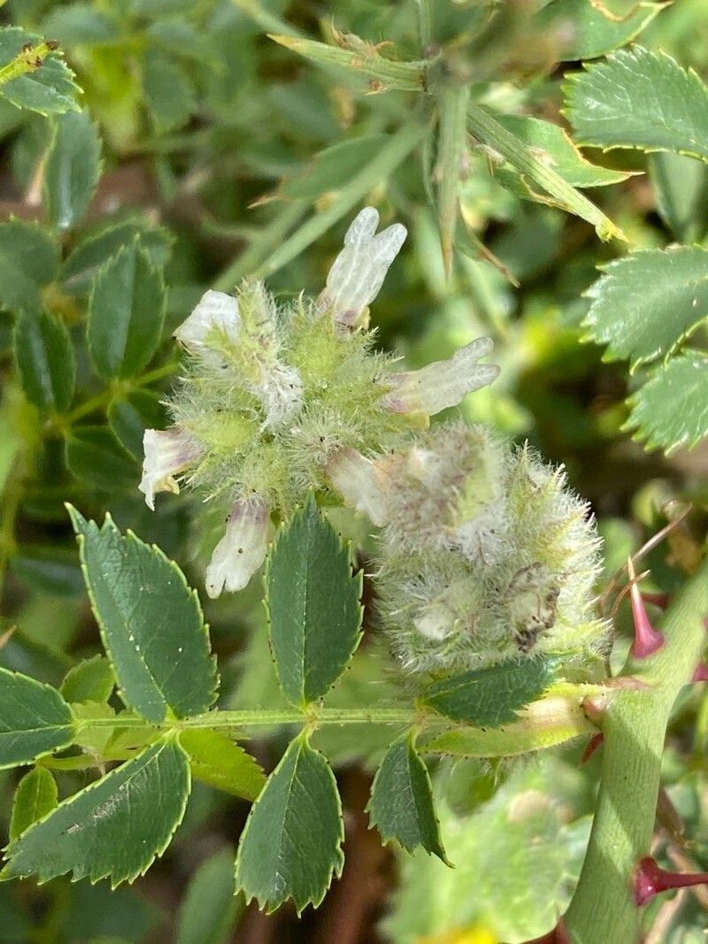Sideritis vulgaris flower