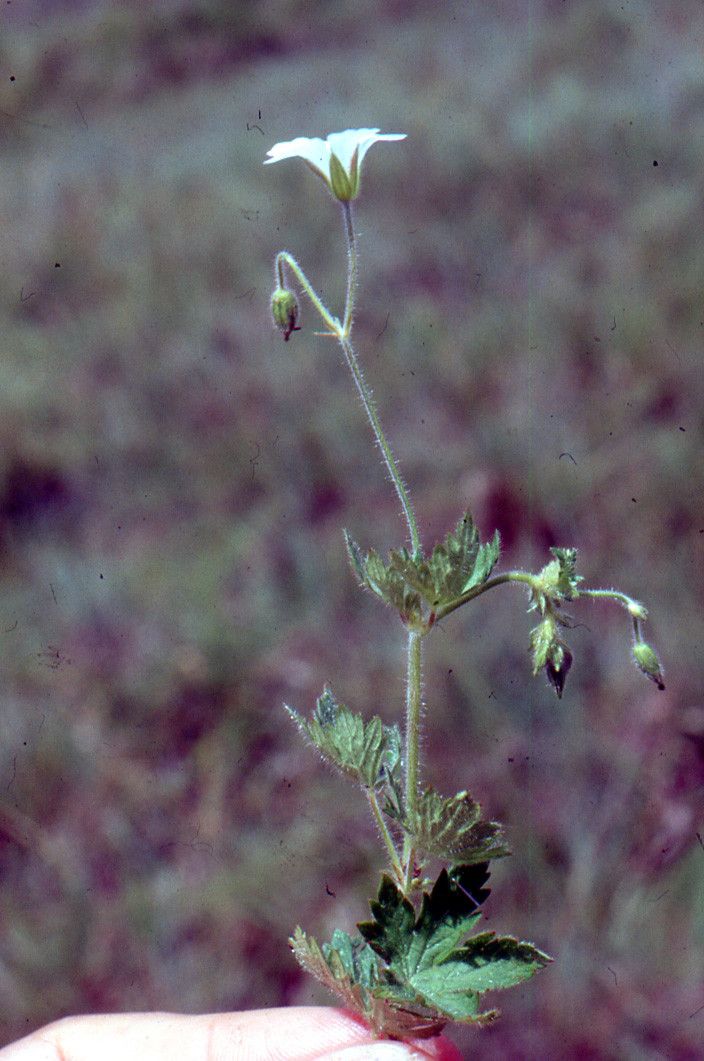 Geranium ornithopodon habit