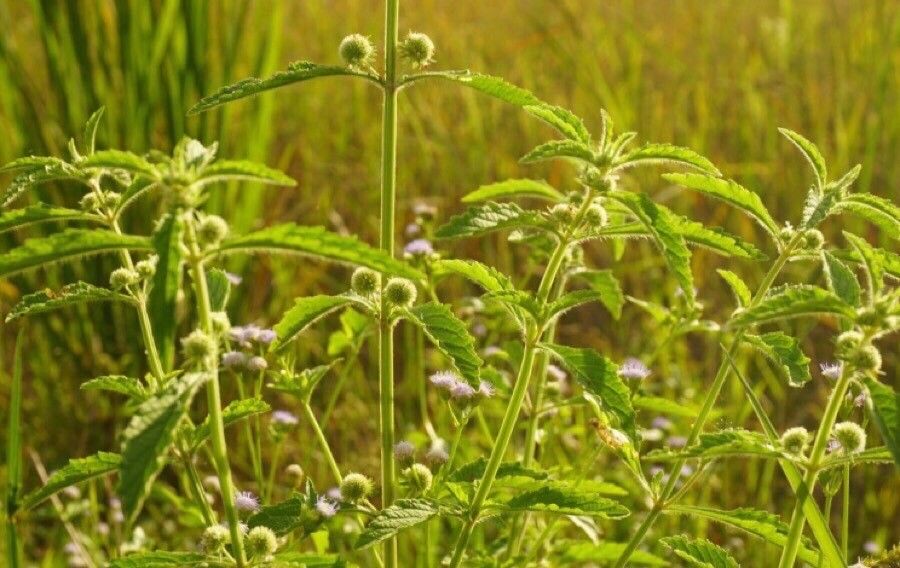 Hyptis brevipes leaf