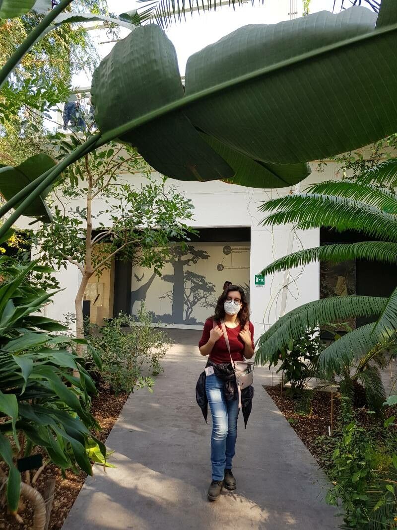 Strelitzia alba other