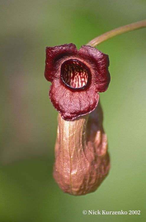 Aristolochia manshuriensis flower