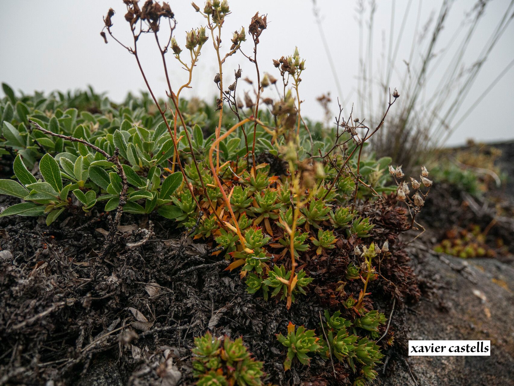 Saxifraga tricuspidata other
