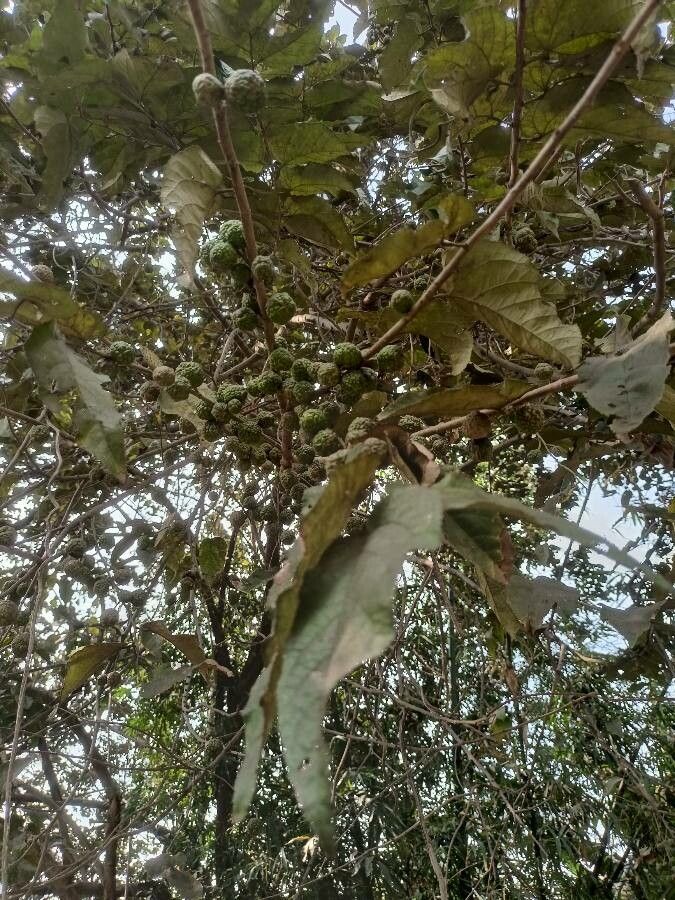 Guazuma ulmifolia fruit