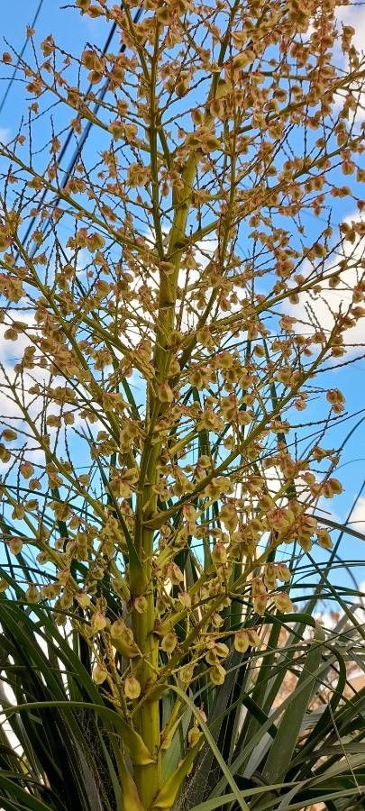 Nolina recurvata fruit