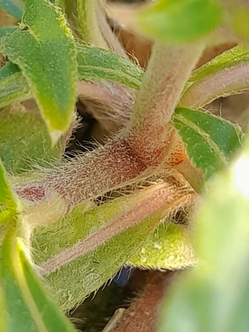 Gomphrena haageana bark