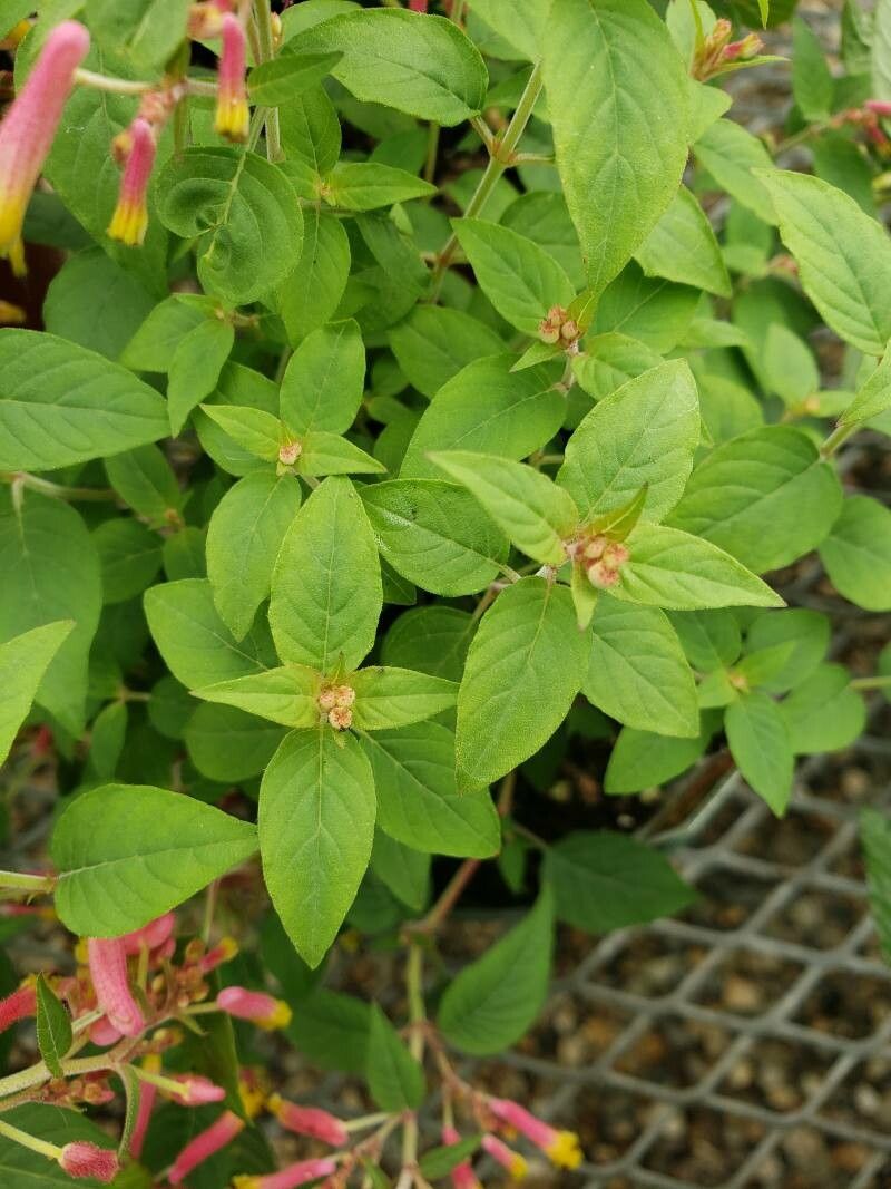 Cuphea cyanea — search result for 'Cuphea'