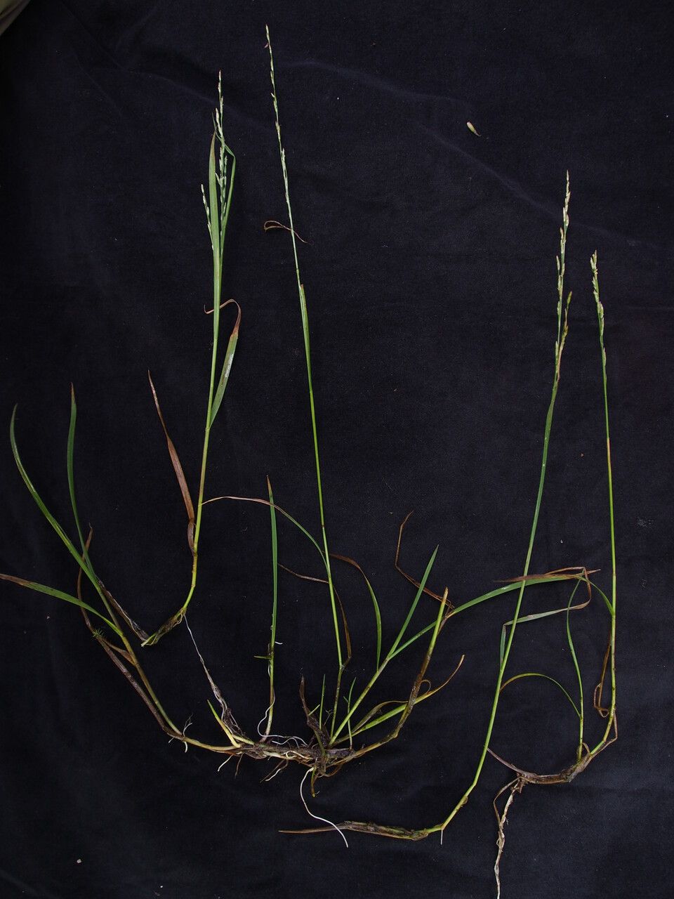 Glyceria tonglensis habit