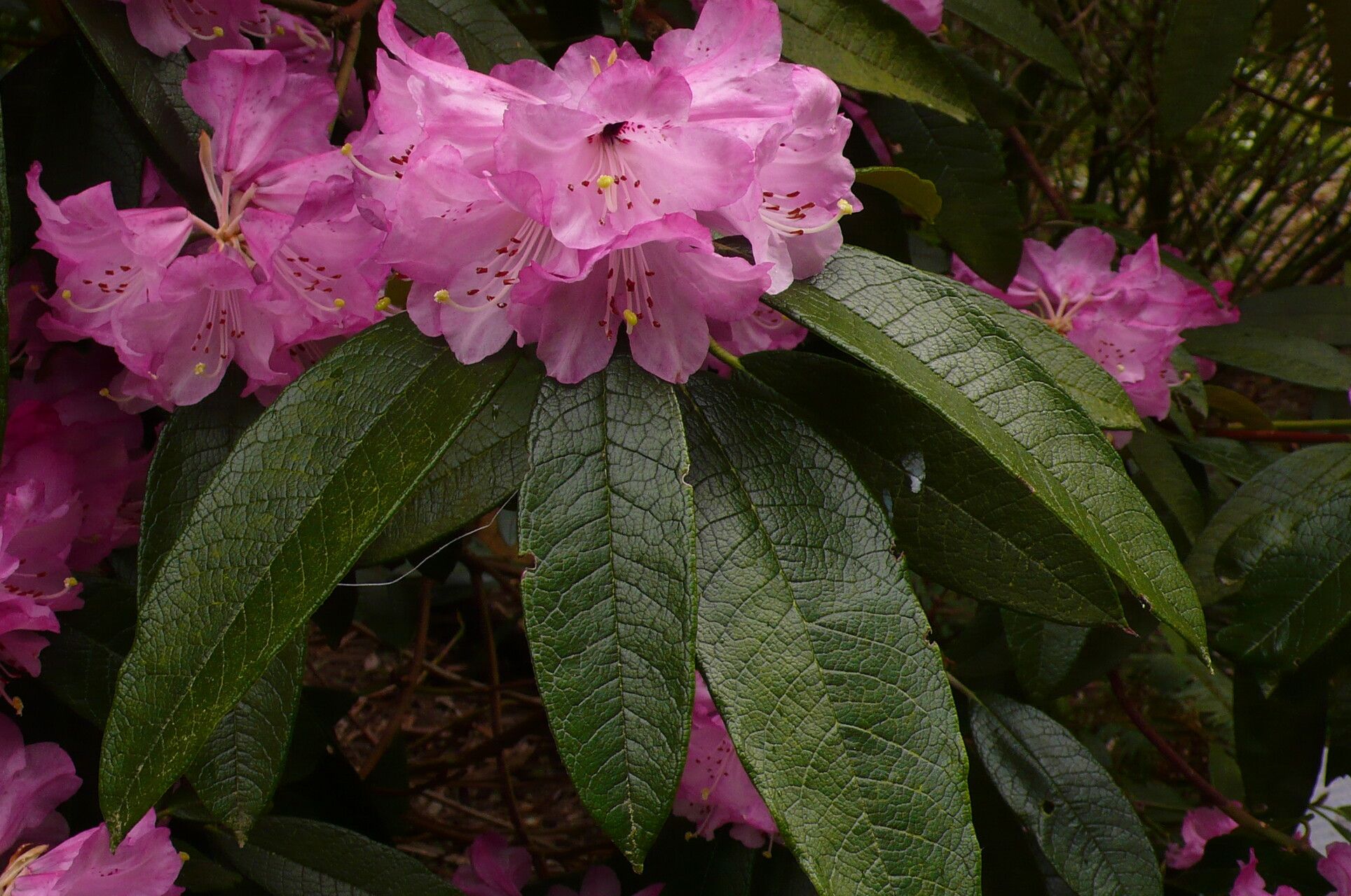 Rhododendron denudatum — houseplant care guide
