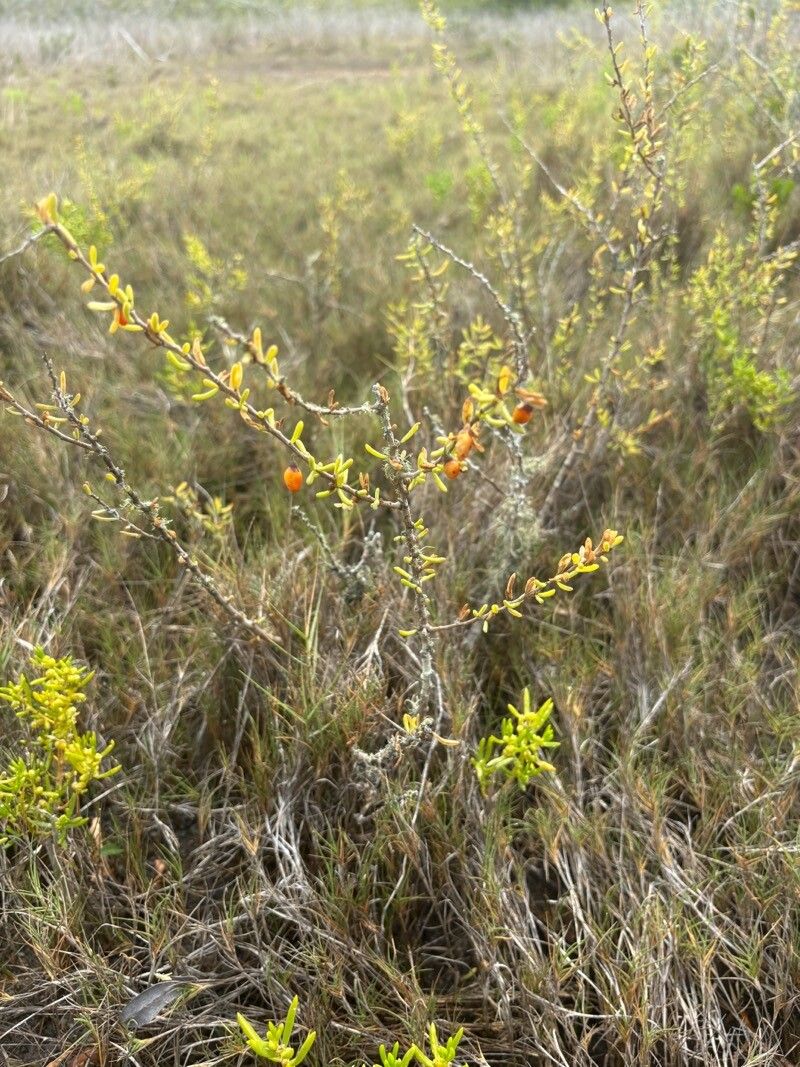 Lycium carolinianum leaf