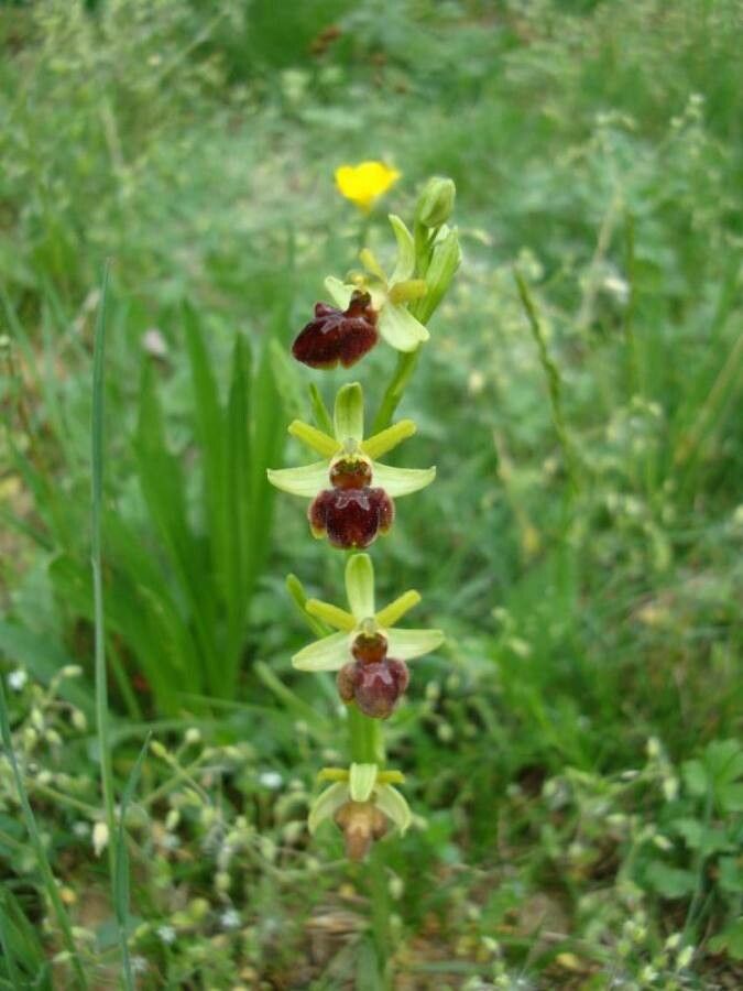 Ophrys sphegodes habit