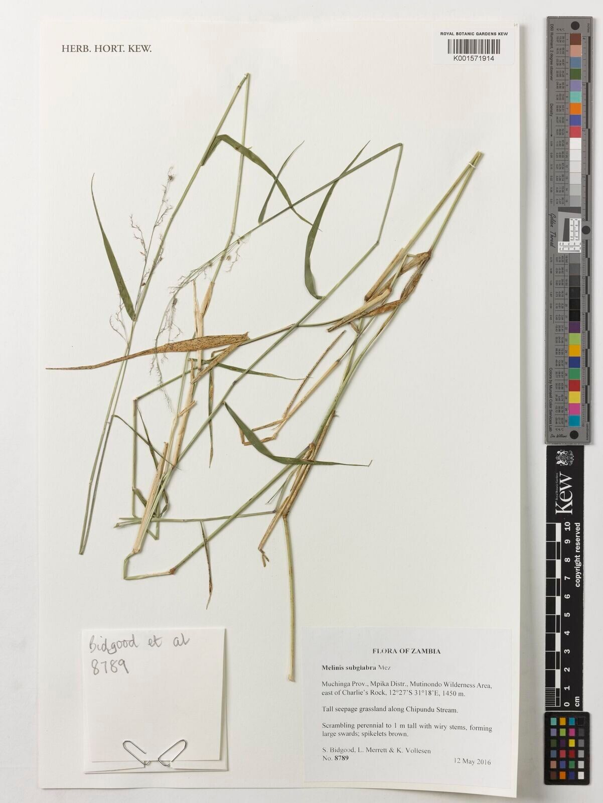 Melinis subglabra — search result for 'Melinis'