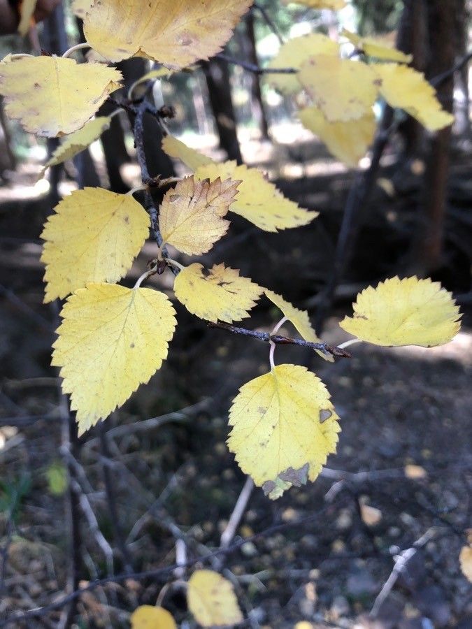 Betula occidentalis — search result for 'Alaska'