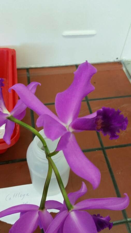 Cattleya lawrenceana — search result for 'Cattleya'