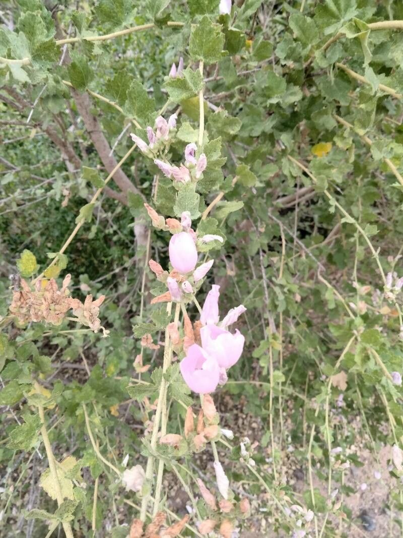Malacothamnus clementinus flower