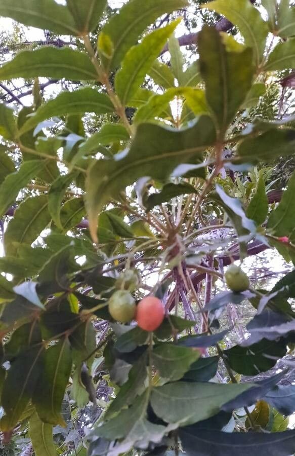 Harpephyllum caffrum fruit