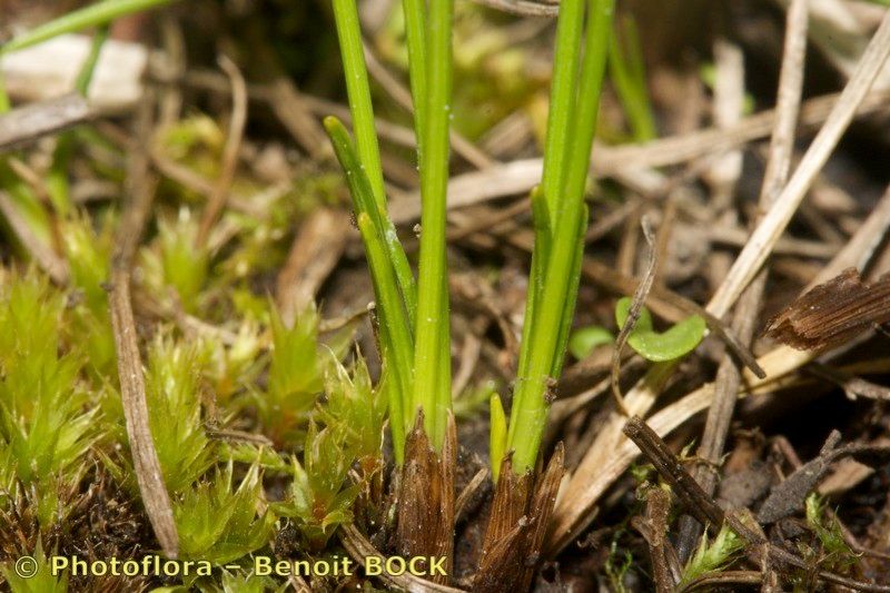 Trichophorum pumilum bark