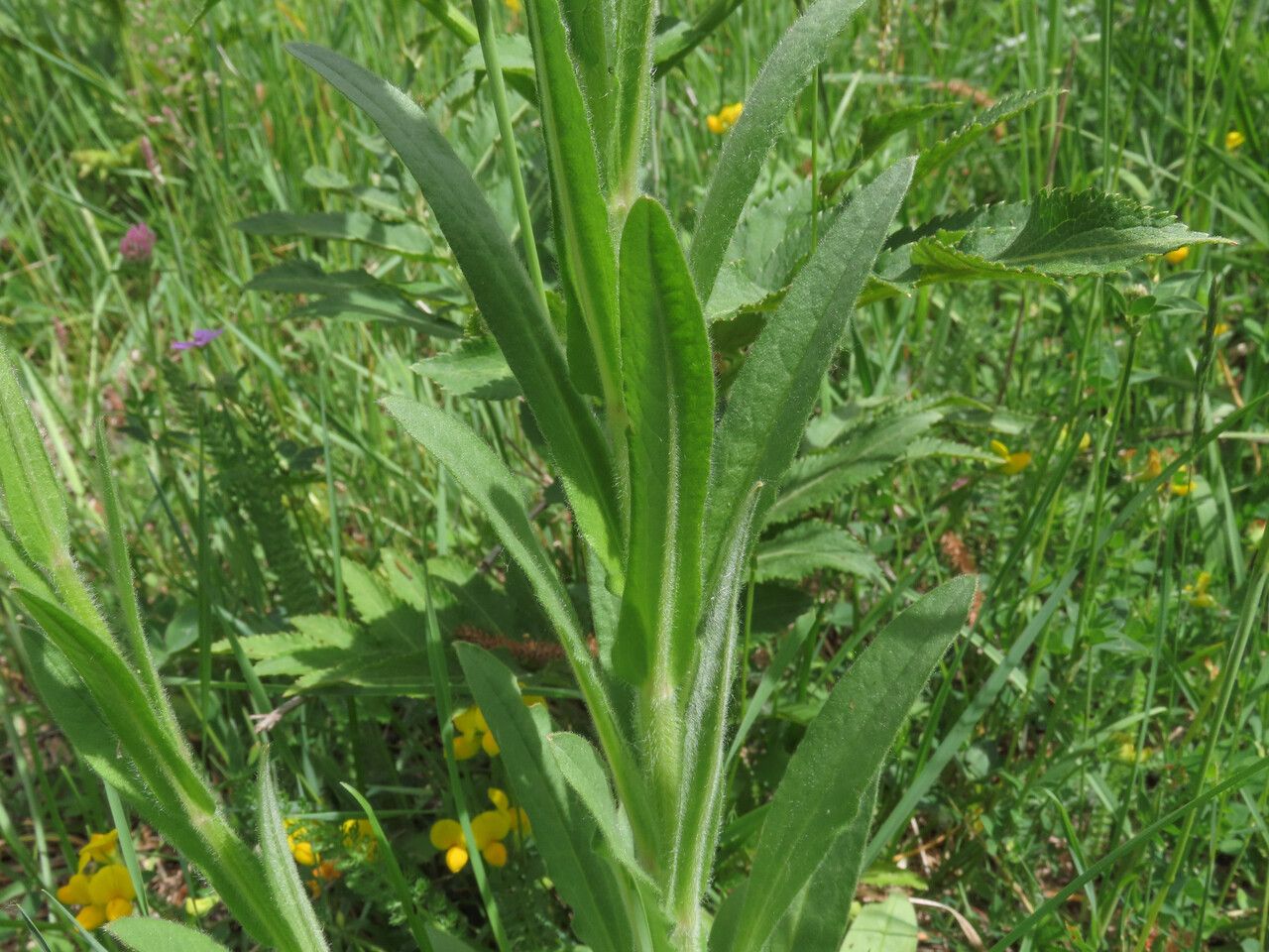 Cynoglossum montanum — search result for 'Cynoglossum'