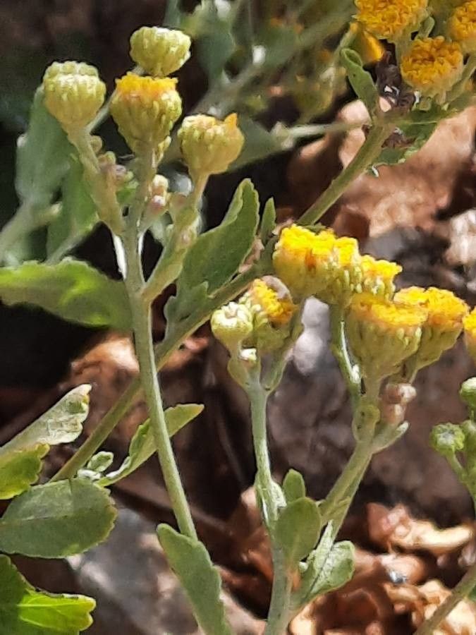 Tanacetum balsamita flower