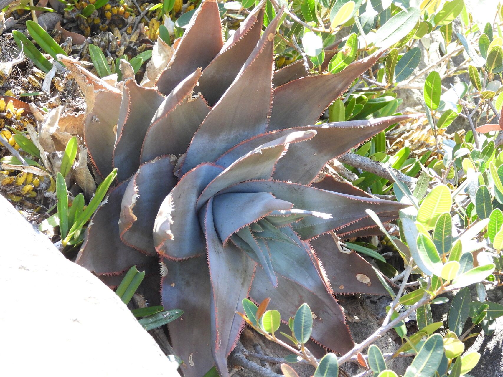 Aloe laeta — houseplant care guide