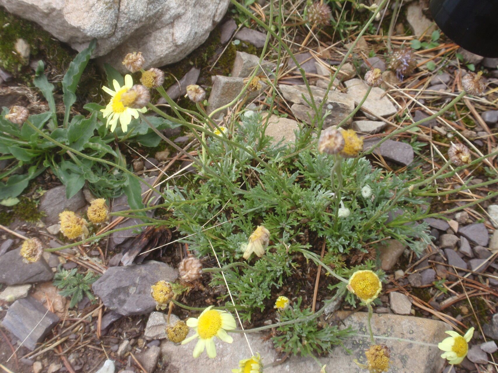 Leucanthemopsis pallida habit
