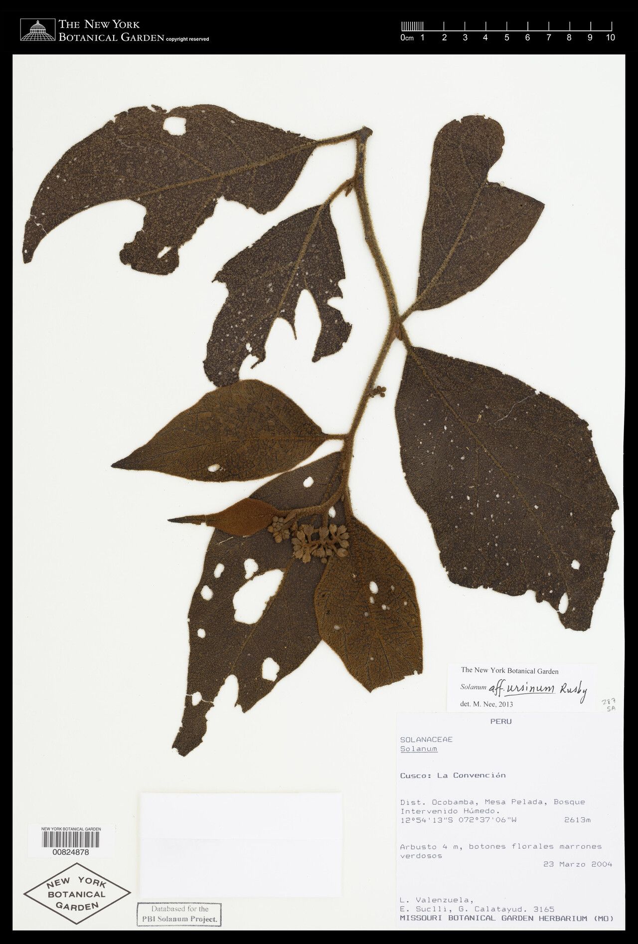 Solanum ursinum — houseplant care guide