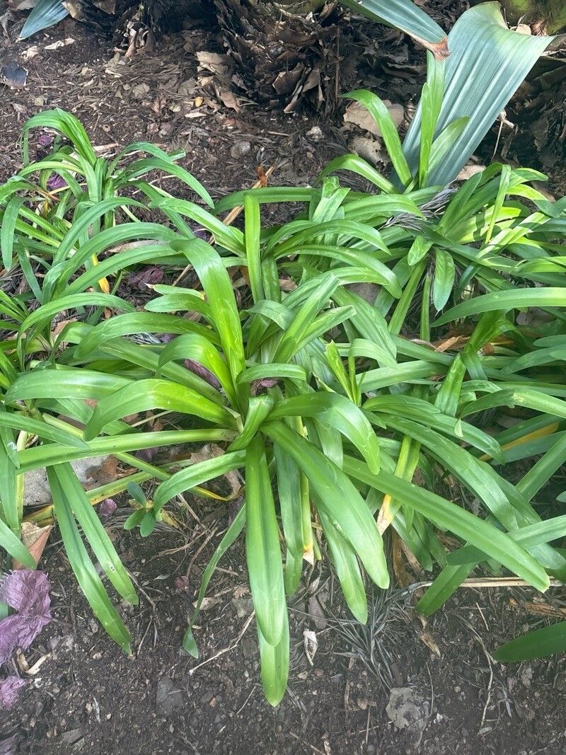 Zephyranthes robusta leaf