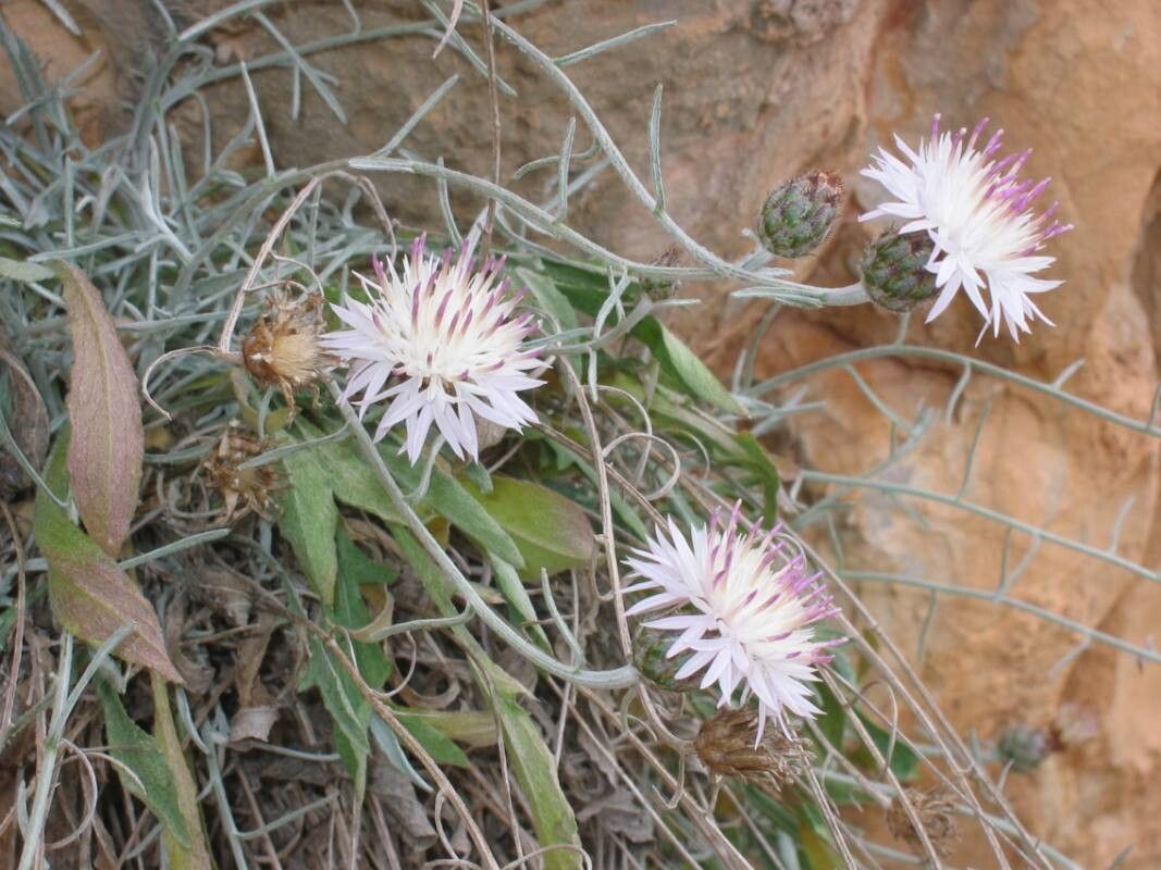 Centaurea rouyi — houseplant care guide