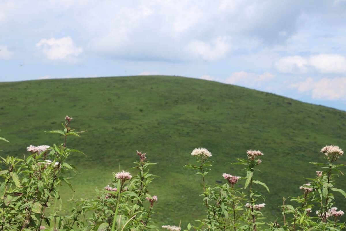 Eupatorium glehnii flower