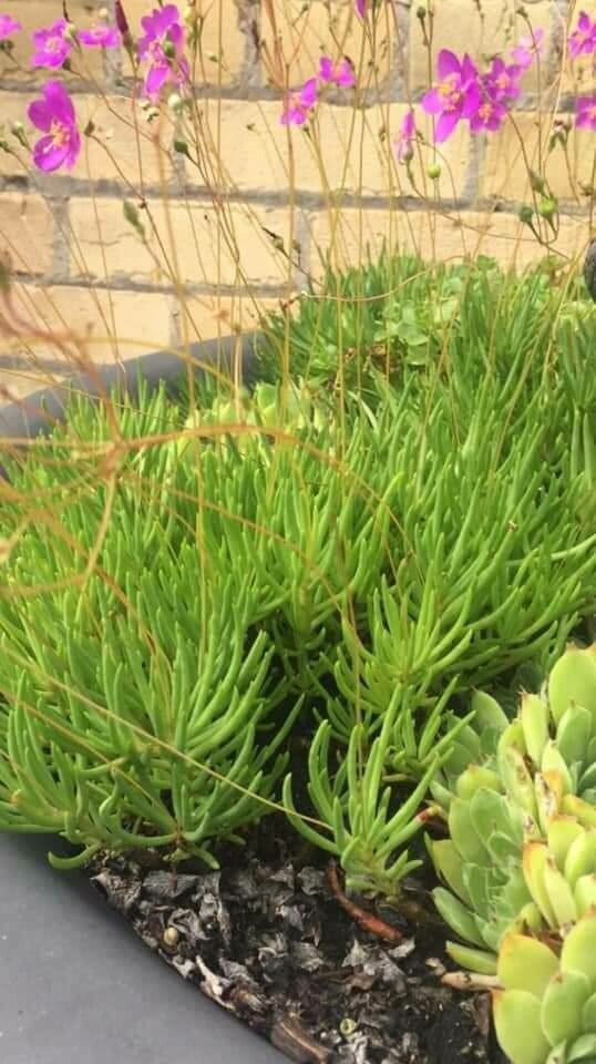 Phemeranthus teretifolius — clay tolerant houseplant