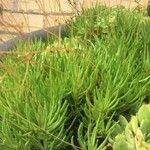 Phemeranthus teretifolius