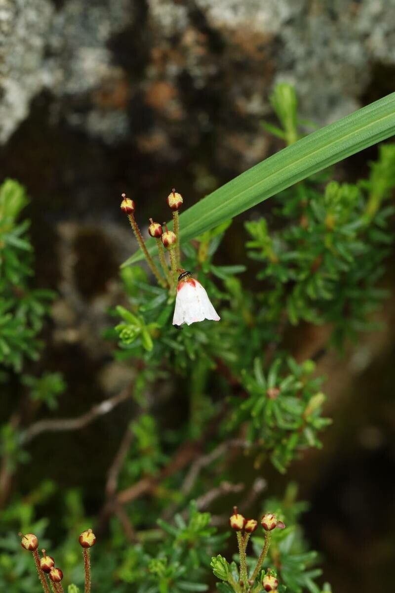 Phyllodoce nipponica — houseplant care guide