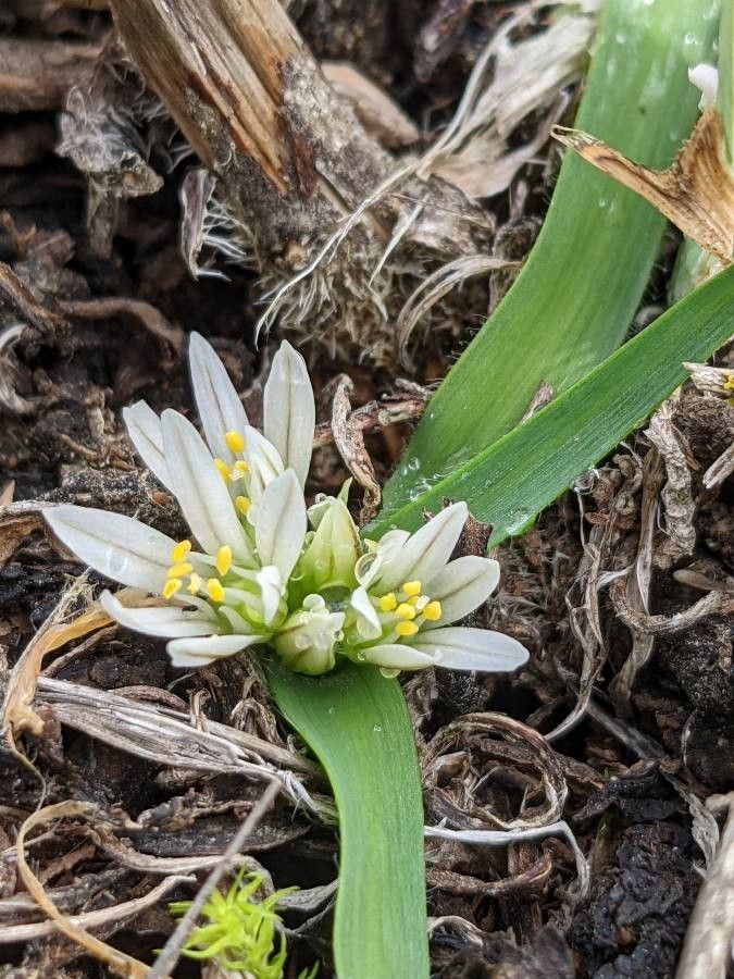 Allium chamaemoly flower