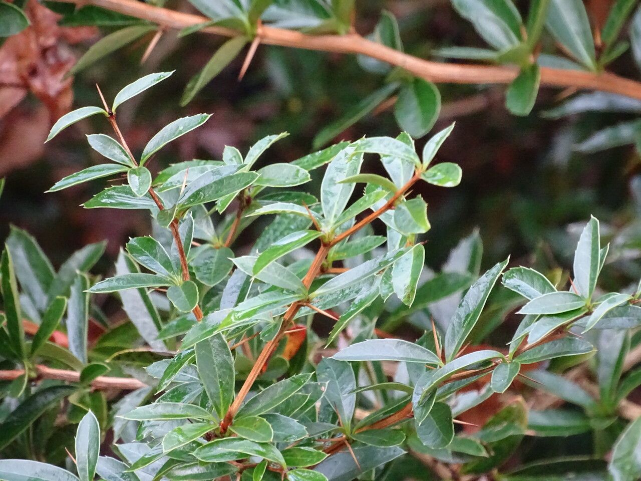 Berberis kawakamii — search result for 'Berberis'